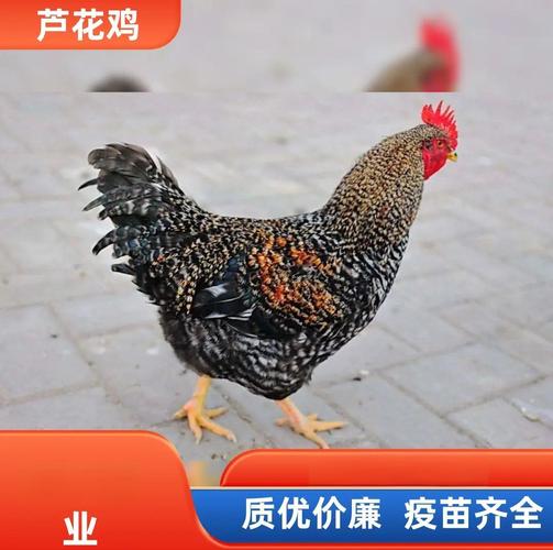 长春芦花鸡苗价格与养殖要点全解析 从选苗到出栏的实用指南