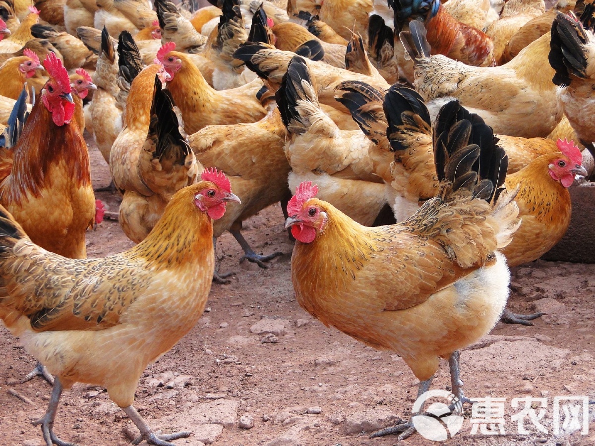 鸡苗脱温鸡养殖全指南 青脚土鸡与红瑶土鸡的直销优势与成活率提升策略