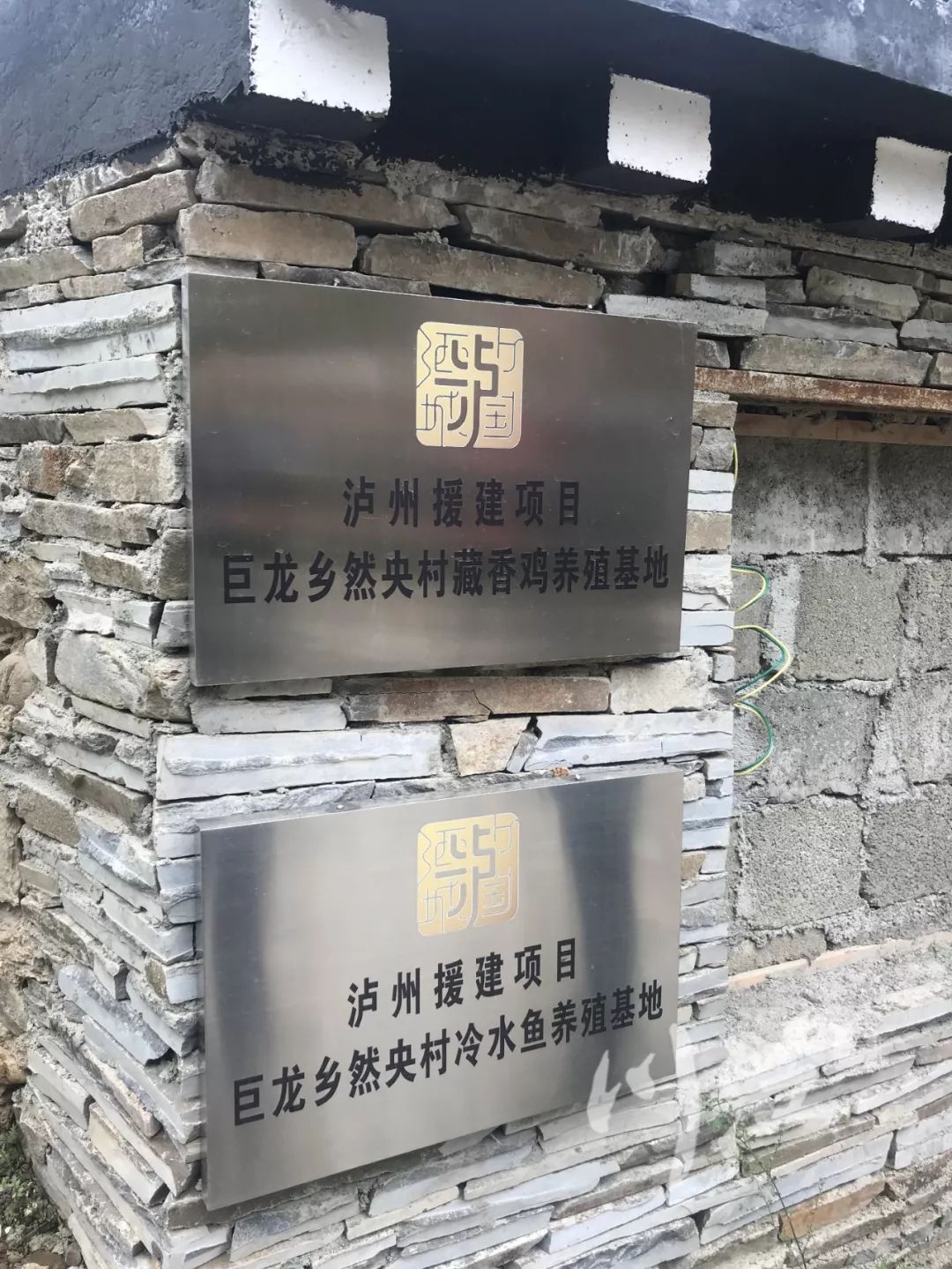 雪域高原的馈赠 泸州帮扶稻城，鸡养殖产业敲开珠海之门