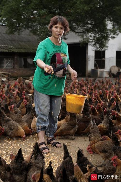 专注养好一只“鸡”——一位农家女成立专业合作社，带动81户乡亲奔富路