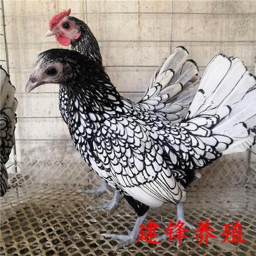 黑白花波澜鸡养殖与市场行情全解析 从鸡苗批发到观赏价值